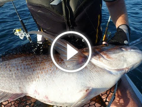 Massive Snapper on Gulp soft baits