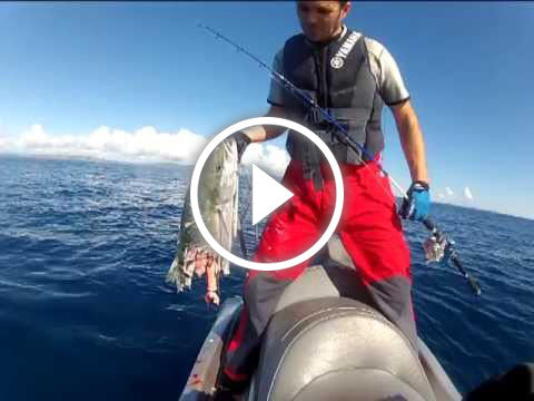 Kingfish and Shark vs Jetskifisherman